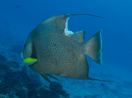 Gray Angelfish - that will leave a mark! IMG 4843